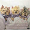 3 Pet-Custom Hand Painted Pet Portrait Oil Painting Arts & Entertainment > Hobbies & Creative Arts > Arts & Crafts > Art & Crafting Materials > Textiles > Crafting Canvas > Painting Canvas ArtToyourlife